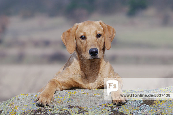 Labrador Retriever  junge Hündin  Farbton Gelb  liegend auf Felsen