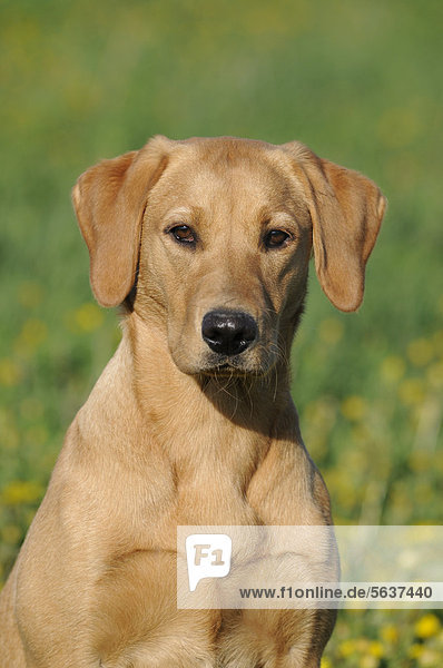 Labrador Retriever  junge Hündin  Farbton Gelb  Portrait