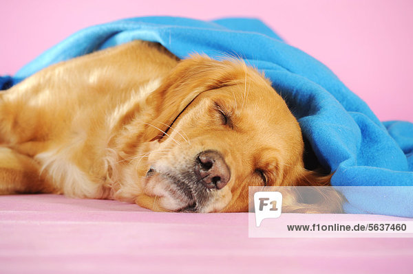 Golden Retriever schlafend unter blauer Decke