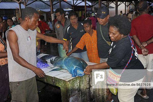 Rare large Napoleon Wrasse (Cheilinus undulatus)  which stands on the Red List of Threatened Species  being sold at the fish market in Biak  Kota Biak  Biak Island  Irian Jaya  Indonesia  Southeast Asia  Asia