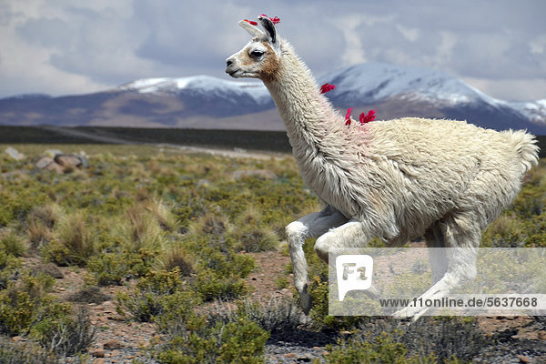 Llama (Lama glama) running on the Altiplano  Andes Mountains  Cuzco  Peru  South America