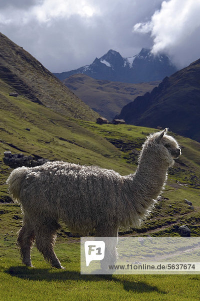 Llama (Llama glama) in front of mountain scenery in the high Andes mountains  Lares Trek  near Cusco  Peru  South America