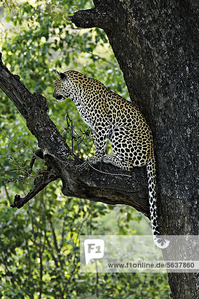 Leopard (Panthera pardus)  auf Ast sitzend  Krüger-Nationalpark  Südafrika  Afrika