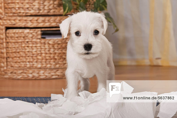 Frecher weißer Zwergschnauzer Hundewelpe inmitten von zerfetztem Toilettenpapier
