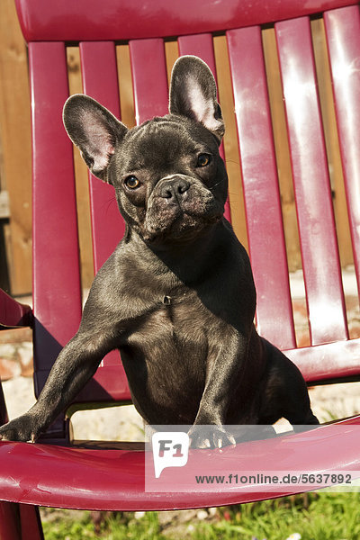 Französische Bulldogge  Welpe auf Gartenstuhl