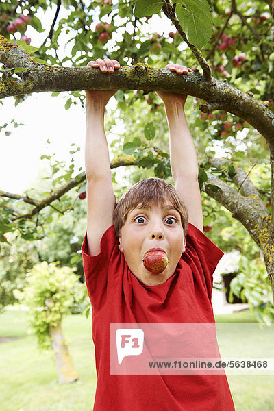 Junge - Person Baum Frucht Apfel spielen