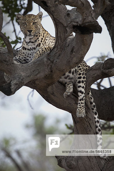 Ein Leopard  der in den Zweigen eines kahlen Baumes liegt.