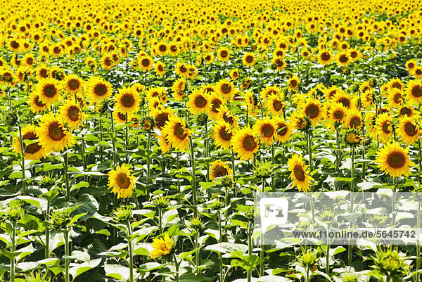 Ein Sonnenblumenfeld