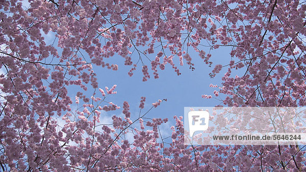 Kirschblüten gegen blauen Himmel