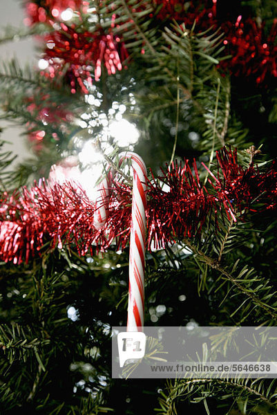 Ein Zuckerrohr  das an einem Weihnachtsbaum hängt.