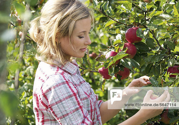Junge Frau betrachtet Apfel an Apfelbaum