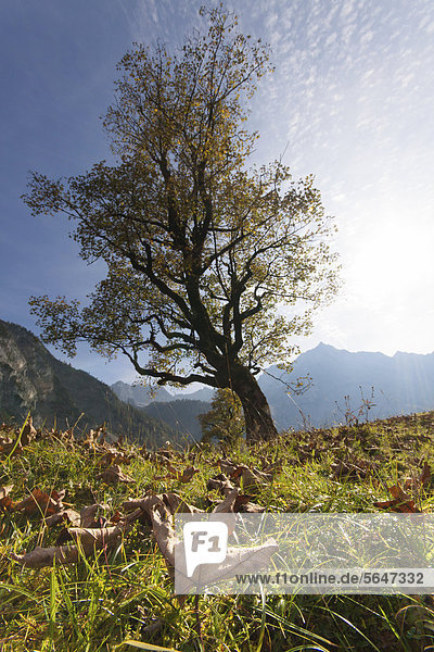 Der Bergahorn (Acer pseudoplatanus) auf dem großen Ahornboden im Karwendelgebirge  Eng  Vomp  Bezirk Schwaz  Tirol  Österreich  Europa