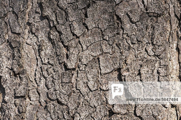 Rinde einer gewöhnlichen Rosskastanie (Aesculus hippocastanum)  Detail  Naturschutzgebiet Mönchbruch bei Frankfurt  Hessen  Deutschland  Europa