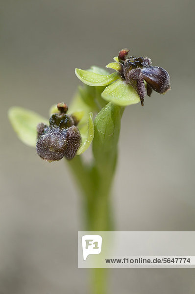 Bremsenragwurz (Ophrys bombyliflora)  Port d'Andratx  Mallorca  Spanien  Europa