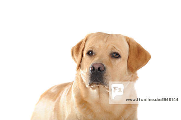 Gelber Labrador Retriever