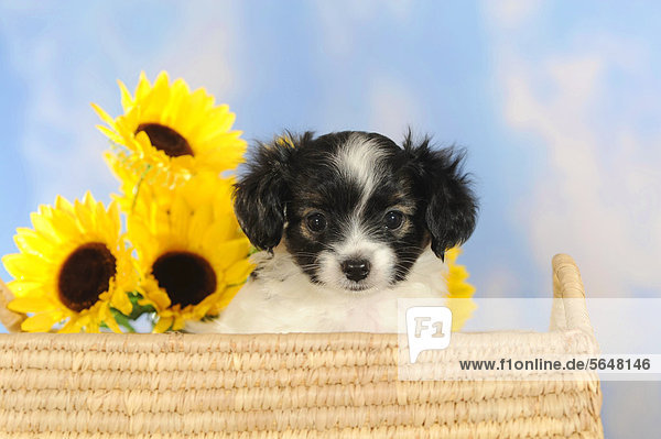Phalene oder Kontinentaler Zwergspaniel Welpe sitzt in Körbchen mit Sonnenblumen