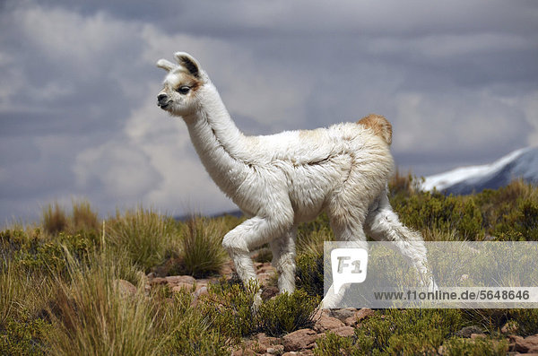 Alpaca Vicugna Pacos Young Andes Bolivian Altiplano Border Triangle Of Bolivia Chile And Argentina South America