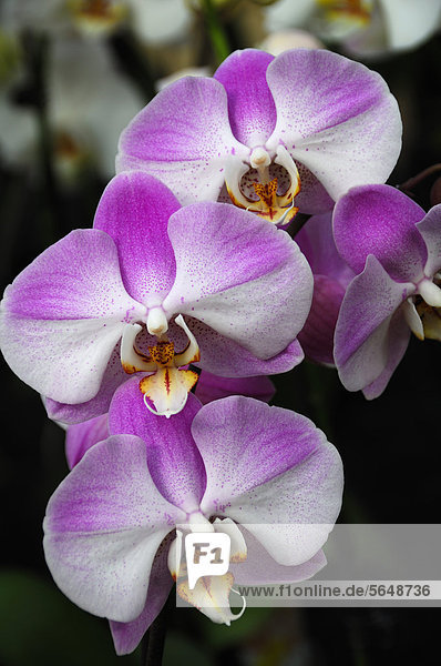 Malaienblume (Phalaenopsis-Hybride)  Orchideenblüte