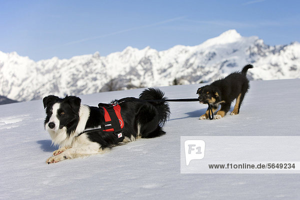 Australian Shepherd Welpe  Tricolor  zieht Border Collie an Leine  im Schnee  Nordtirol  Österreich  Europa