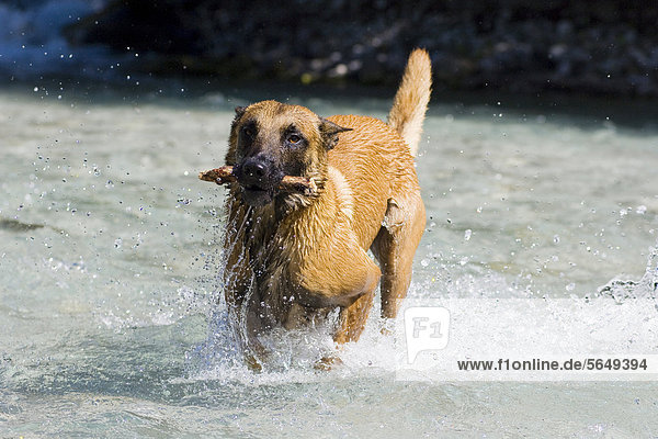 Belgischer Schäferhund oder Malinois bringt Stock im Wasser  Nordtirol  Österreich  Europa