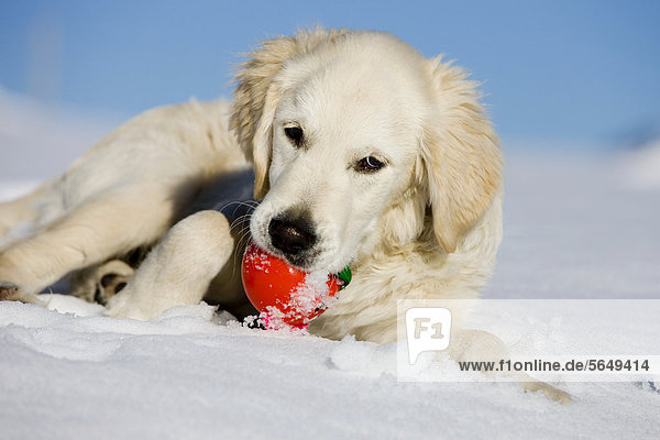 Golden Retriever  Junghund liegt im Schnee und beißt in Ball  Nordtirol  Österreich  Europa