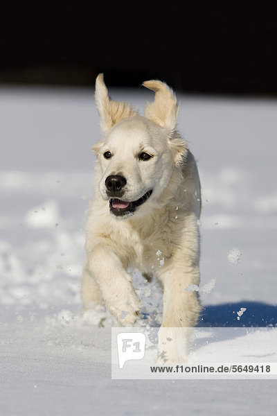 Golden Retriever,  Junghund läuft im Schnee,  Nordtirol,  Österreich,  Europa