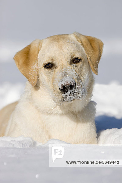 Labrador  Portrait im Schnee  Nordtirol  Österreich  Europa