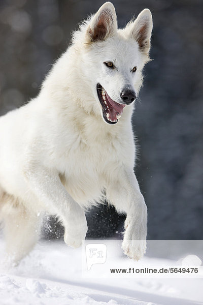 Weißer Schäferhund springt im Schnee  Nordtirol  Österreich  Europa