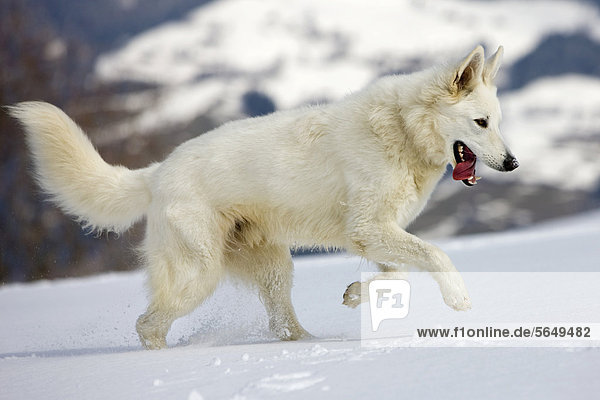 Weißer Schäferhund läuft im Schnee  Nordtirol  Österreich  Europa