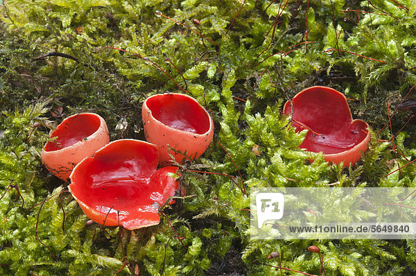 Scarlet Elf Cup or Scarlet Cup (Sarcoscypha coccinea)  Tratzberg Conservation Area  Stans  Tyrol  Austria  Europe