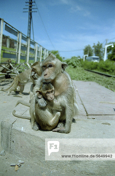 Crab-eating Macaques or Long-tailed Macaques (Macaca fascicularis) in Lopburi  Thailand  Asia