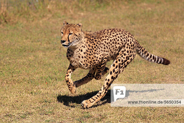 Gepard (Acinonyx jubatus) adult jagend rennend Südafrika Afrika