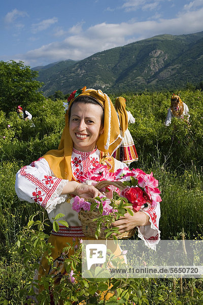 Woman plucking roses  Rose Festival for the beginning of the rose harvesting period  Karlovo  Bulgaria  Europe