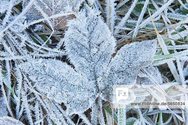 Germany  Bavaria  View of leaf with frost