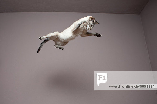 Siamese cat jumping in the air