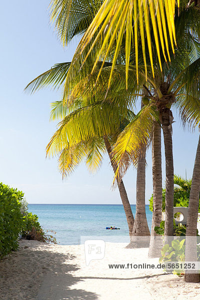 Palmen und Strand  Blick auf das Karibische Meer  Grand Cayman  Cayman Islands