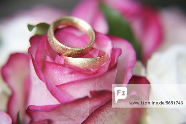 Germany  Bavaria  Wedding rings on rose  close up