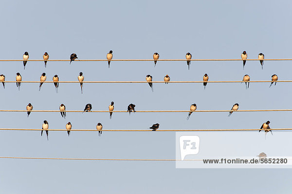 Germany  Unteruhldingen  Flock of barn swallows on power lines