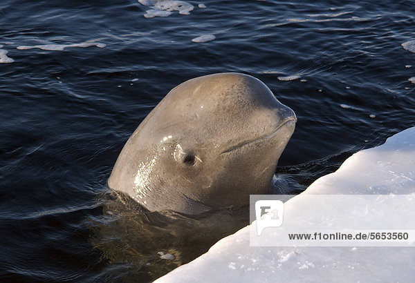 Beluga oder Weißwal (Delphinapterus leucas)  Weißes Meer  Karelien im Norden Russlands  Arktis