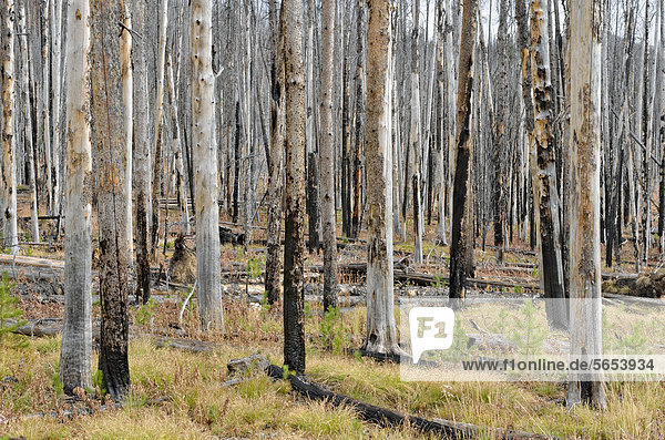 Von einem Waldbrand geschädigte Kiefern (Pinus sp.)  Sylvan Pass  Yellowstone National Park  Wyoming  USA