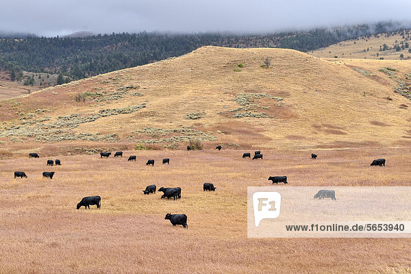 Black cattle grazing  Dead Indian Pass  State Road 296  Wyoming  USA
