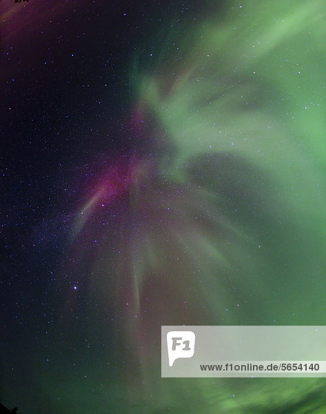 Verwirbelte explosionsartige Polarlichter  Aurora Borealis  in der Nähe von Whitehorse  Yukon Territory  Kanada