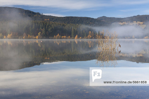 Nebelreste am Schluchsee mit Wasserspiegelung  Herbststimmung  Breisgau-Hochschwarzwald  Baden-Württemberg  Deutschland  Europa