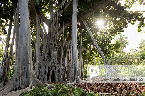 Botanischer Garten Botanische Graben Grabt Grabend Europa Kanaren Kanarische Inseln Baum Spanien Teneriffa