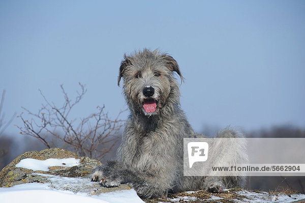 Irish Wolfhound liegt auf Felsen