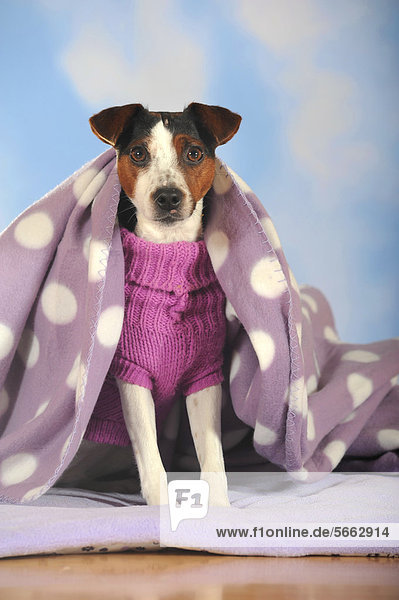 Parson Russell Terrier mit Hundemantel sitzt unter Decke