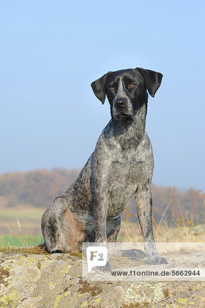 Labrador Retriever - Australian Cattledog-Mischling sitzt auf Felsen