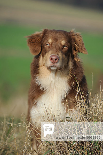 Australian Shepherd  red tri  in Wiese