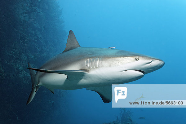 Caribbean reef shark (Carcharhinus perezi)  coral wall  Republic of Cuba  Caribbean  Central America