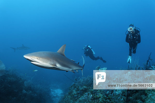 Divers watching Caribbean reef sharks (Carcharhinus perezi)  swimming above a coral reef  Republic of Cuba  the Caribbean  Central America